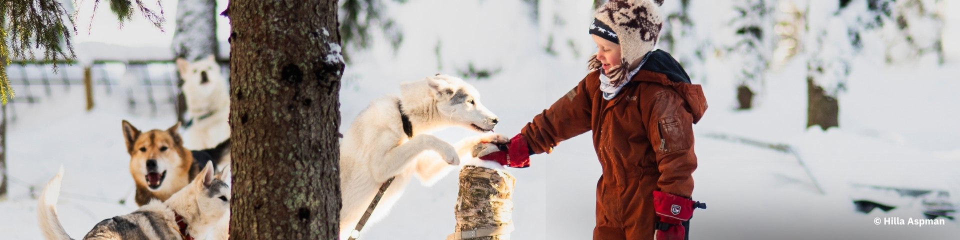 A child playing with sled dogs.