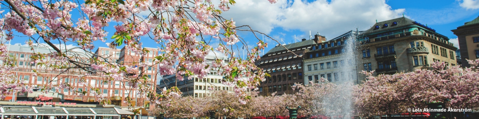 Cherry blossoms in central Stockholm.